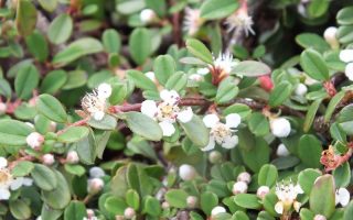 Cotoneaster procumbens K 9x9