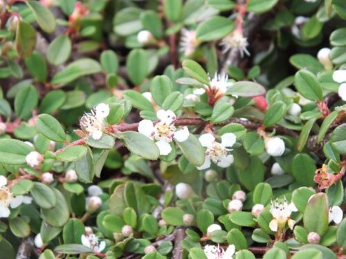 Cotoneaster procumbens K 9x9 - Obrázek 1