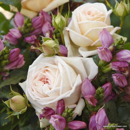 ROSA KORDES, Madame Anisette® - Obrázek 2