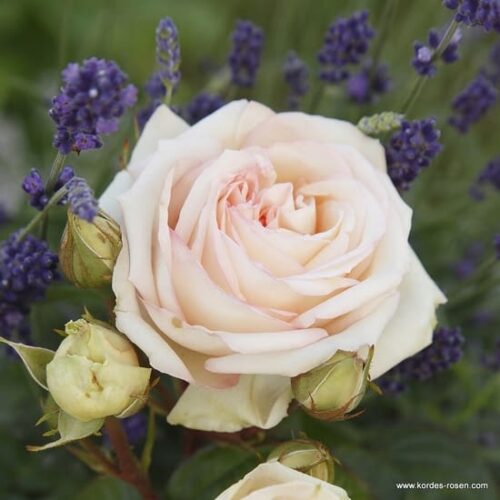 ROSA KORDES, Madame Anisette® - Obrázek 1