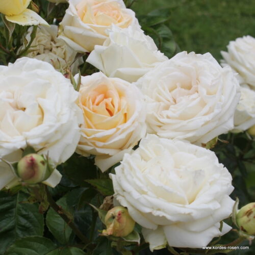 ROSA KORDES, Madame Anisette® - Obrázek 3