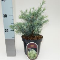 Cedrus deodara 'Mister Blue'