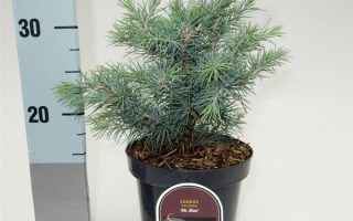 Cedrus deodara 'Mister Blue'