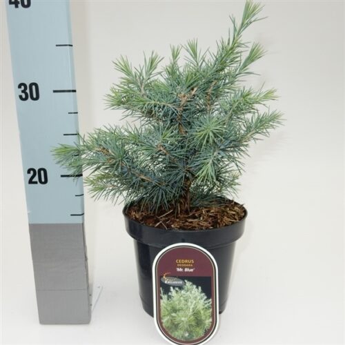 Cedrus deodara 'Mister Blue' - Image 1