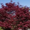 Acer platanoides 'Crimson Sentry' - C10L-KM120