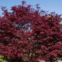Acer platanoides 'Crimson Sentry'