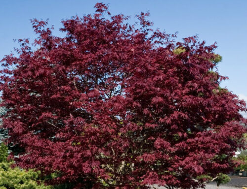 Acer platanoides 'Crimson Sentry' - Obrázek 1