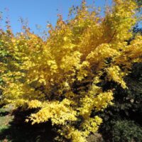 Acer palm. 'Bi–hoo' 50 – 60 cm