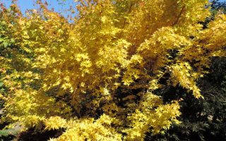 Acer palm. 'Bi–hoo' 50 – 60 cm