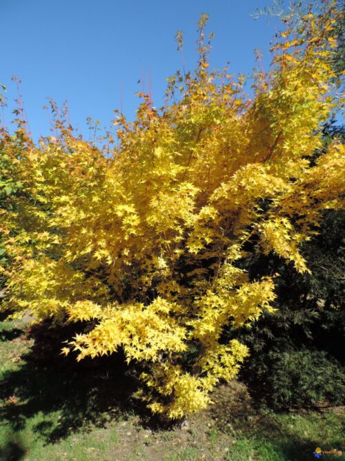 Acer palm. 'Bi–hoo' 50 – 60 cm - Obrázek 1
