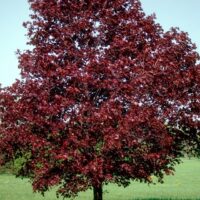 Acer platanoides 'Royal Red'