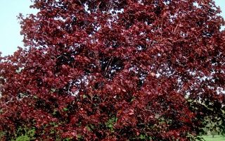 Acer platanoides 'Royal Red'