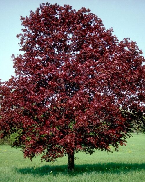 Acer platanoides 'Royal Red' - Obrázek 1