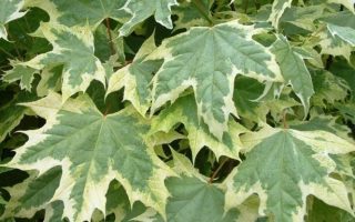 Acer platanoides 'Drummondii' KM120