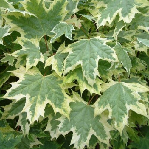 Acer platanoides 'Drummondii' KM120 - Obrázek 1