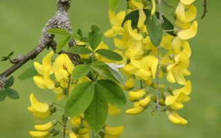 Laburnum alpinum Pendulum 120KM
