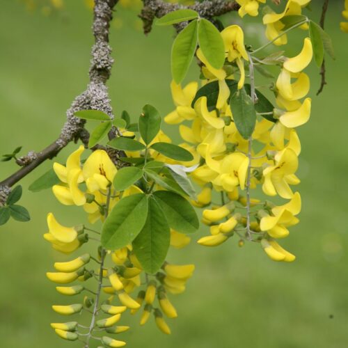 Laburnum alpinum Pendulum 120KM - Image 1