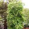 Acer palmatum 'Ryu Sen'® - Strom - kontejner 5 l, v. kmínku 80 cm