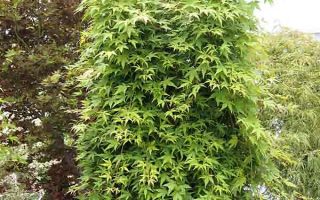 Acer palmatum 'Ryu Sen'®