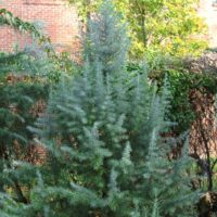 Cedrus deod. 'Bushes Electra' 40–50 cm