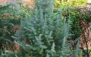 Cedrus deod. 'Bushes Electra' 40–50 cm