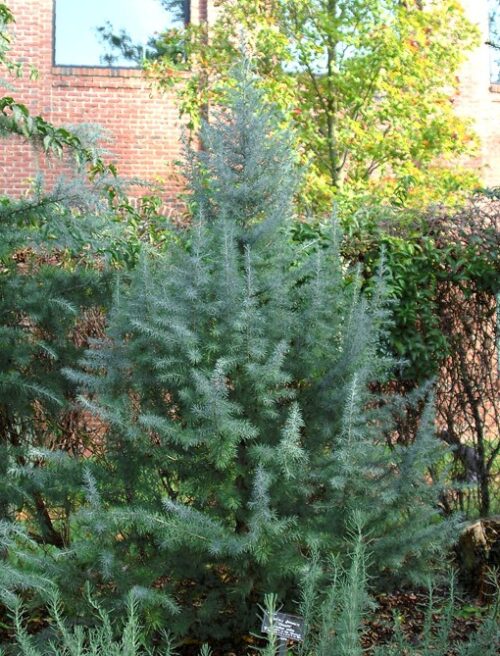 Cedrus deod. 'Bushes Electra' 40–50 cm - Obrázek 1