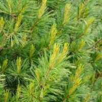 Pinus strobus 'Densa' 50–60 cm