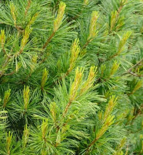 Pinus strobus 'Densa' 50–60 cm - Obrázek 1