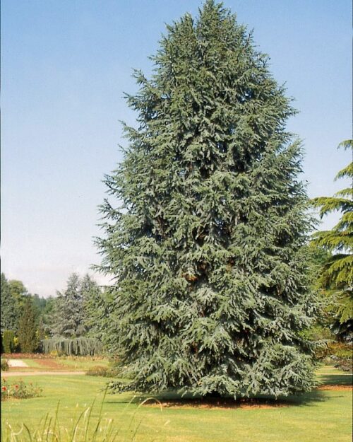 Cedrus libani 'Fastigiata' - Obrázek 1