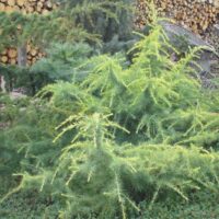 Cedrus deodara 'Golden Horizon'