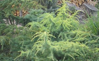 Cedrus deodara 'Golden Horizon'