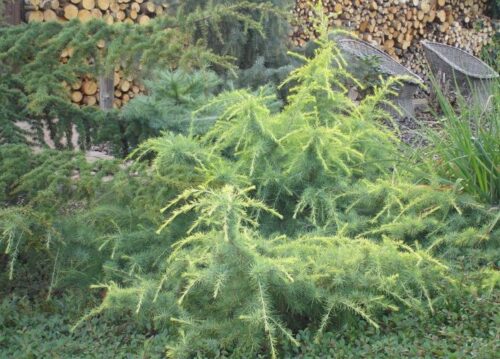Cedrus deodara 'Golden Horizon' - Image 1