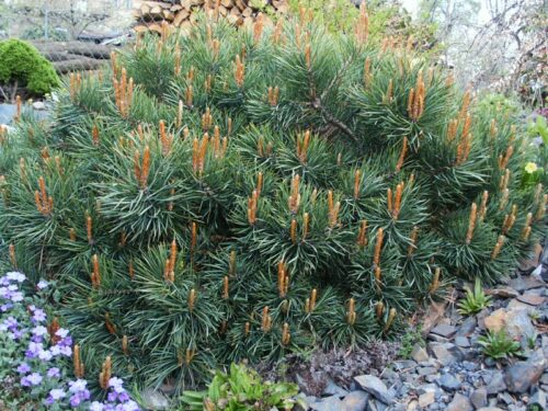 Pinus sylvestris 'Albyns' 60KM - Obrázek 1