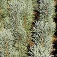 Pinus sylvestris 'Fastigiata' 80–100 cm