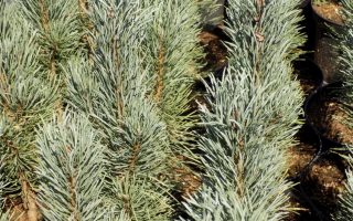 Pinus sylvestris 'Fastigiata' 80–100 cm