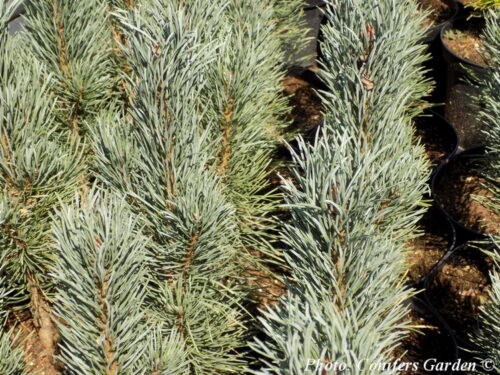 Pinus sylvestris 'Fastigiata' 80–100 cm - Obrázek 1