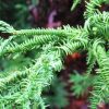 Cryptomeria japonica 'Rasen' - Kontejner 4,5 l, v. 40-50 cm