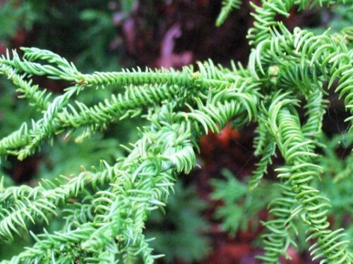 Cryptomeria japonica 'Rasen' - Obrázek 1
