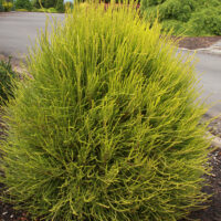 Thuja orientalis 'Franky Boy', 30–40 cm