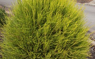 Thuja orientalis 'Franky Boy', 30–40 cm