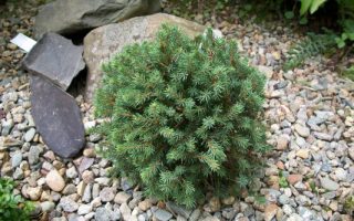Picea glauca 'Blue Planet', 15–20 cm