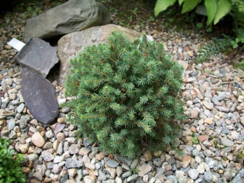 Picea glauca 'Blue Planet', 15–20 cm - Obrázek 1