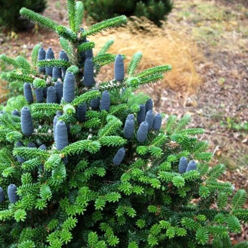 Abies koreana 'Taiga' - Obrázek 1