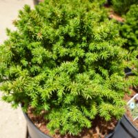 Cryptomeria jap. 'Compressa' 15–20 cm