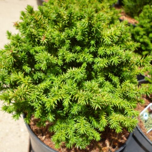 Cryptomeria jap. 'Compressa' 15–20 cm - Obrázek 1