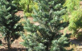 Abies concolor 'Fastigiata' 40–50 cm
