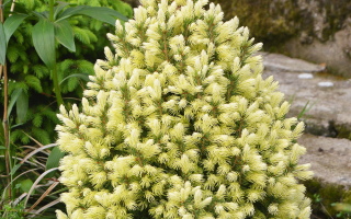 Picea glauca 'Daisy White'