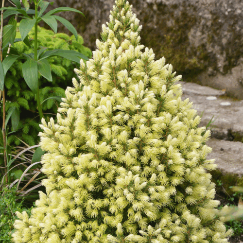 Picea glauca 'Daisy White' - Obrázek 1