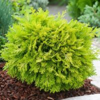 Chamaecyparis lawsoniana 'Mini Nova'