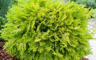 Chamaecyparis lawsoniana 'Mini Nova'